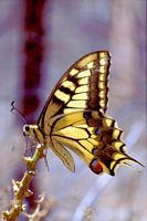 Machaon. Cliquer pour agrandir l'image.