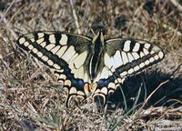 Machaon. Cliquer pour agrandir l'image.