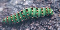 Machaon. Chenille. Cliquer pour agrandir l'image.
