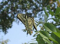 Machaon. Cliquer pour agrandir l'image.