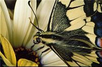 Machaon. Cliquer pour agrandir l'image.