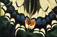 Machaon. Queue. Cliquer pour agrandir l'image.