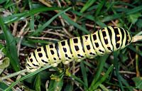 Machaon. Chenille. Cliquer pour agrandir l'image.