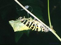 Machaon. Chrysalide. Cliquer pour agrandir l'image.