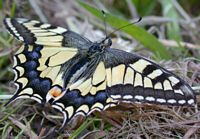 Machaon. Chenille. Cliquer pour agrandir l'image.
