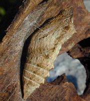 Machaon. Chrysalide. Cliquer pour agrandir l'image.