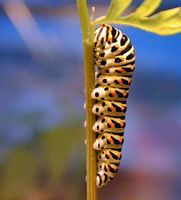 Machaon. Chenille. Cliquer pour agrandir l'image.