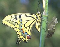 Machaon. Sorti de la chrysalide. Cliquer pour agrandir l'image.