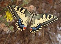 Machaon. Cliquer pour agrandir l'image.
