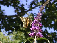 Machaon. Cliquer pour agrandir l'image.