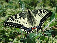 Machaon. Cliquer pour agrandir l'image.
