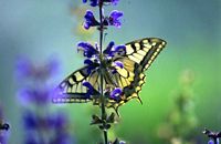 Machaon. Cliquer pour agrandir l'image.