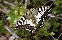 Machaon. Cliquer pour agrandir l'image.