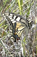 Machaon. Cliquer pour agrandir l'image.