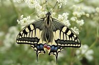 Machaon. Cliquer pour agrandir l'image.