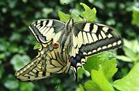 Machaon. Accouplement. Cliquer pour agrandir l'image.
