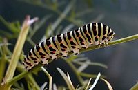 Machaon. Chenille. Cliquer pour agrandir l'image.