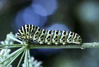 Machaon. Cliquer pour agrandir l'image. Machaon. Cliquer pour agrandir l'image.