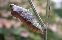 Machaon. Chrysalide. Cliquer pour agrandir l'image.