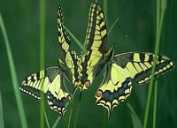 Machaon. Accouplement. Cliquer pour agrandir l'image.