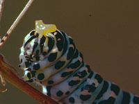 Machaon. Chenille. Cliquer pour agrandir l'image.