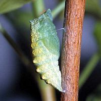 Machaon. Chrysalide. Cliquer pour agrandir l'image.