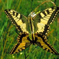 Machaon. Accouplement. Cliquer pour agrandir l'image.