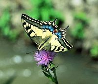 Machaon. Cliquer pour agrandir l'image.