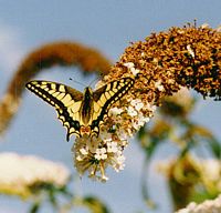 Machaon. Cliquer pour agrandir l'image.