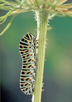 Machaon. Cliquer pour agrandir l'image. Machaon. Cliquer pour agrandir l'image.