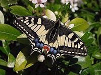 Machaon. Cliquer pour agrandir l'image.
