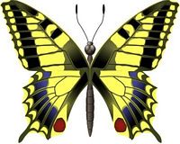 Machaon. Cliquer pour agrandir l'image.