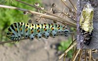 Machaon. Chenille. Cliquer pour agrandir l'image.