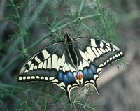 Machaon. Cliquer pour agrandir l'image.