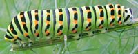 Machaon. Chenille. Cliquer pour agrandir l'image.