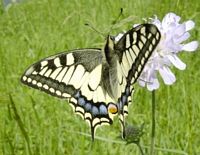 Machaon. Cliquer pour agrandir l'image.