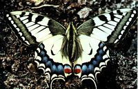 Machaon. Cliquer pour agrandir l'image.