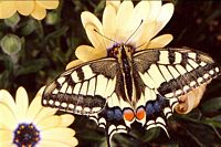Machaon. Cliquer pour agrandir l'image.