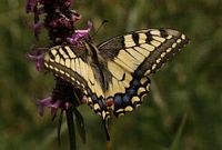 Machaon. Cliquer pour agrandir l'image.