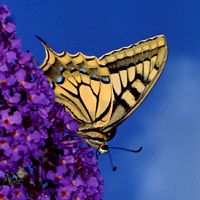 Machaon. Sur buddleia. Cliquer pour agrandir l'image.