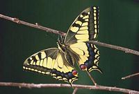 Machaon. Cliquer pour agrandir l'image.