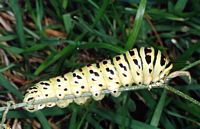 Machaon. Chenille. Cliquer pour agrandir l'image.