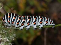 Machaon. Chenille. Cliquer pour agrandir l'image.