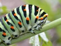 Machaon. Chenille. Cliquer pour agrandir l'image.