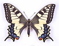 Machaon. Collection. Cliquer pour agrandir l'image.
