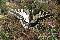 Machaon. Dessus. Cliquer pour agrandir l'image.