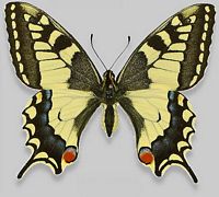Machaon. Cliquer pour agrandir l'image.