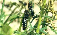 Machaon. Chenille au stade 2. Cliquer pour agrandir l'image.