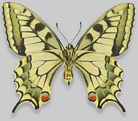 Machaon. Cliquer pour agrandir l'image.