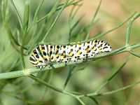 Machaon. Chenille au stade 3. Cliquer pour agrandir l'image.